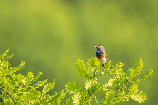 Closeup of a blue-throat bird Luscinia svecica cyanecula singing — Stock Photo, Image