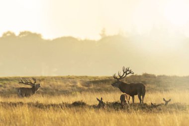 Kızıl geyik sürüsü Cervus elaphus gün batımında çiftleşme mevsiminde çiftleşir tepeler, tarlalar ve güzel bir günbatımı ile çiftleşir.