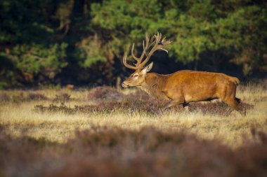 Kızıl geyik erkek, cervus elaphus, büyük boynuzları üzerinde mor heather çiçek açan bir ormanda bir tarlada çiftleşme sırasında çiftleşme ile.