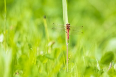 Kırmızı erkek ortak Pasifik'ten oğlan Sympetrum striolatum yusufçuk yaymak kanatlarını ile o kurutma onun kanatları erken, sıcak güneş ışığı yeşil çim dinlenme
