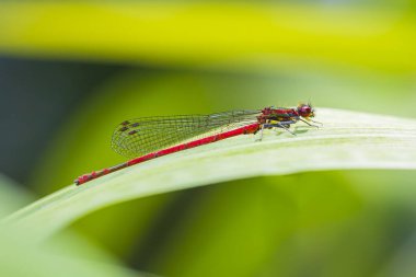 Güneşte dinlenen büyük kırmızı bir kızböceği Pyrhosoma nymphula 'nın detaylı görüntüsü.