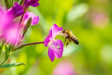 Batı bal arısı ya da Avrupa bal arısı (Apis mellifera), Epilobium hirsutum çiçeklerinin bulunduğu büyük, tüylü, pembe bir nektarı besler. 