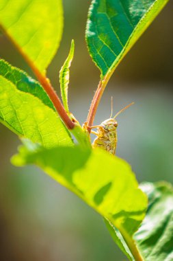 Güzel çekirge Acrididae yeşil bir çayırda gün ışığında dinleniyor..