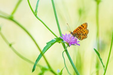 Melitaea didyma, kırmızı bantlı fritiller veya canlı bir çayırda çiçeklerle beslenen benekli kelebek.