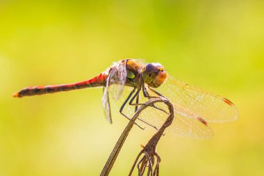 Sympetrum striolatum Yaygın Darter kanatları erken saatte kanatlarını kurutuyor, sıcak güneş ışığı