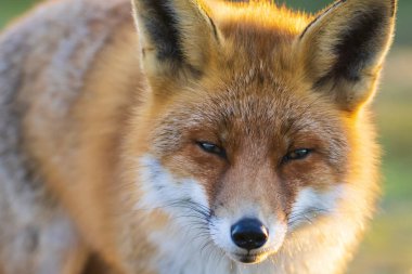 Vahşi bir kızıl tilkinin yakın çekimi, vulpes vulpes, güzel bir günbatımında çöpleri karıştırmak.