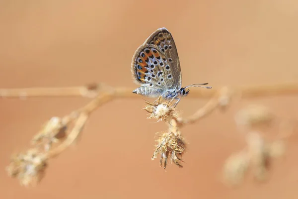 Gros Plan Une Petite Femelle Papillon Bleu Argenté Plebejus Argus — Photo