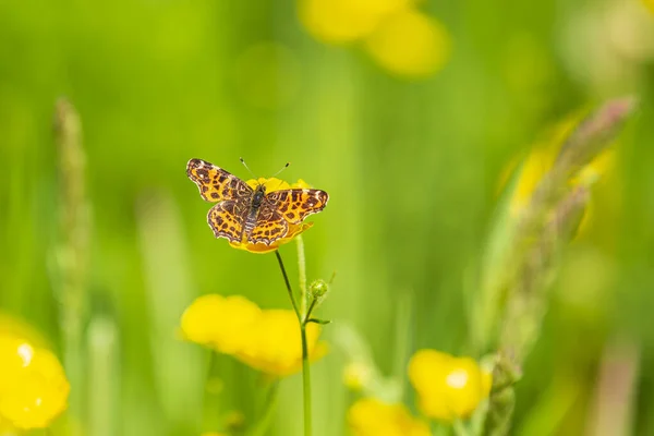 Blízko Jarní Sezóny Map Butterfly Araschnia Levana Otevřeným Křídlovou Výhledem — Stock fotografie