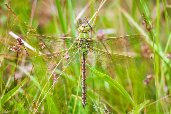 Closeup Emperor Dragonfly Blue Emperor Anax Imperator Resting Vegetation Sunny — Stock Photo, Image