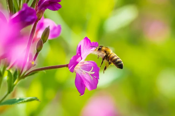 欧米のミツバチやヨーロッパのミツバチ Apis Mellifera の蜜を食べるピンクの大きな毛深い野生のエピロビウムのヒルトゥムの花 — ストック写真