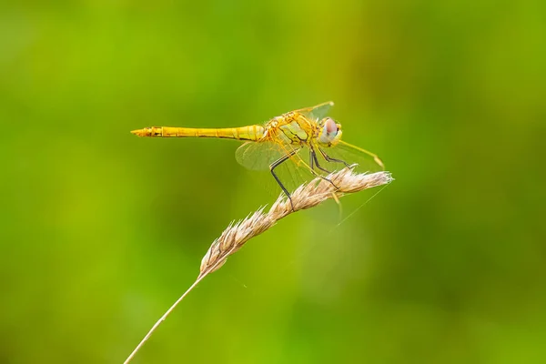 Nahaufnahme Eines Sympetrum Fonscolombii Eines Rotadrigen Darters Oder Nomaden Der — Stockfoto