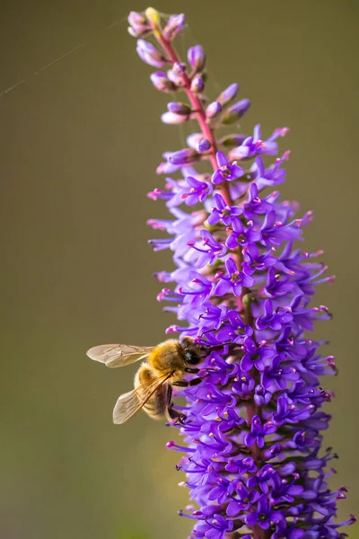 欧米のミツバチやヨーロッパのミツバチの閉鎖紫色のブドウの花の蜜を給餌メリフレラApis — ストック写真