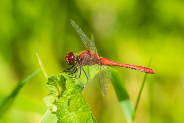 Sympetrum Sanguineum Ruddy Darter Male Red Colored Body Hanging Vegetation — Stock Photo, Image