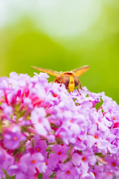 Volucella Zonaria Imitacja Szerszeni Karmienie Nektarem Purpurowych Kwiatów Buddleja Davidii — Zdjęcie stockowe
