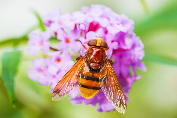 Volucella Zonaria Imitacja Szerszeni Karmienie Nektarem Purpurowych Kwiatów Buddleja Davidii — Zdjęcie stockowe