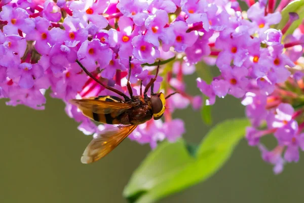 金银花 一种模仿大黄蜂的空中飞舞 用紫色的花朵喂食花蜜 — 图库照片
