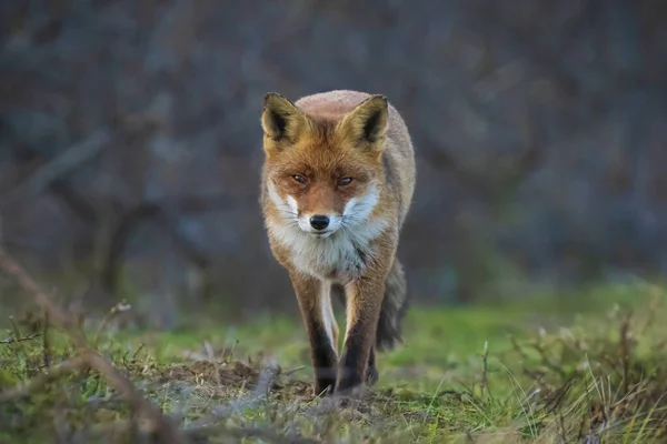 野生の若い赤いキツネ 森や牧草地でのスカベンジ 低い視点と選択的な焦点技術使用 — ストック写真