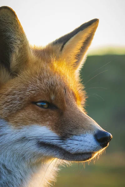 Close Wild Red Fox Vulpes Vulpes Scavenging Beautiful Sunset — Stock Photo, Image