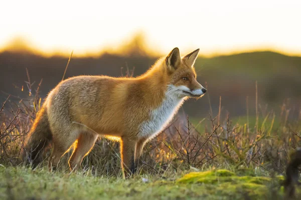 Közelkép Egy Vad Vörös Róka Vulpes Vulpes Guberáló Közben Egy — Stock Fotó