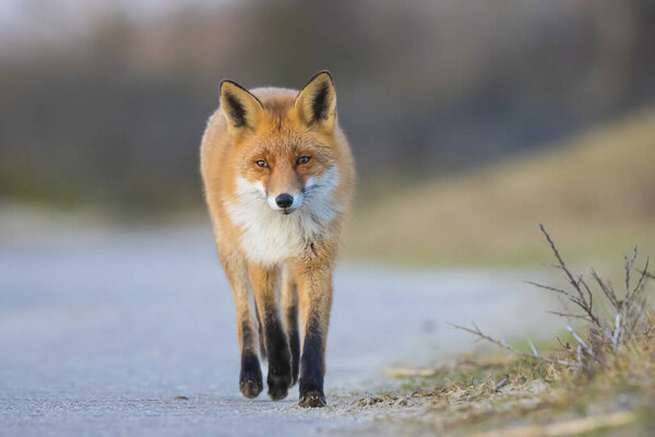 Close-up of a wild red fox, Vulpes Vulpes, crossing a road. Dangerous situation.