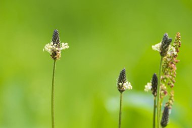 Bitki lanceolata pirzolası, ince yapraklı muz, İngiliz muz, pirzola ya da kuzu dili çiçeği. Bu bitki polen diyagramlarında tarımın bir göstergesi olarak kabul edilir.,