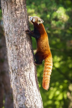 Ağaçta dinlenen sevimli küçük kırmızı panda. Bu, Himalayalar 'ın doğusunda ve Çin' in güneybatısında yaşayan ve IUCN tarafından tehlike altında olan küçük bir ağaç memelisi..