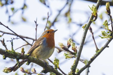 Avrupa bülbülü Erithacus rubecula İlkbaharda çiftleşme mevsiminde güneş ışığında şarkı söyler.