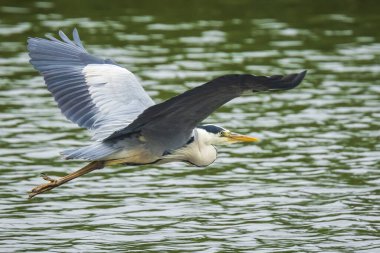 Büyük mavi balıkçıl (Ardea herodias) su kuşları kuş uçuş yaymak kanatlarını ile.
