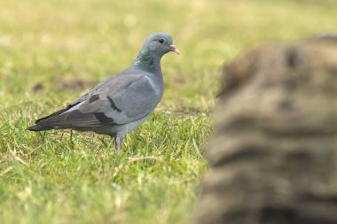 Yabani güvercin Columba livia domestica closeup yeşil çayır üzerinde tünemiş