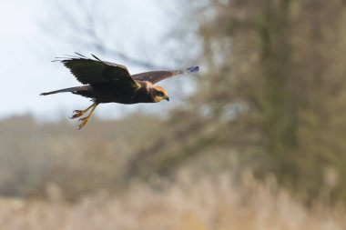 Batılı bataklık gemisi, Circus aeruginosus, bir tarlanın üzerinde uçan ve avlanan yırtıcı kuş. Seçici odaklanma tekniği, kış manzarası.