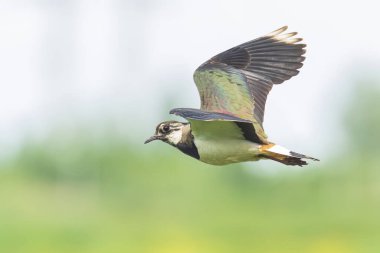 Bir Kuzey kız kuşu, Vanellus vanellus, kuş uçuş mavi gökyüzü karşı closeup.