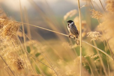 Ortak bir sazlık Emberiza schoeniclus gün batımında bir sazlık tüy Phragmites australis bir şarkı sings