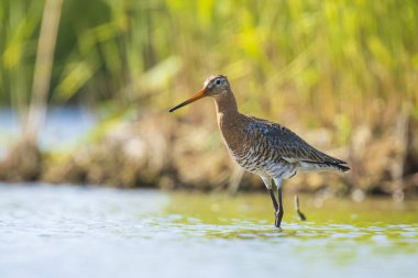 Suda yem arayan siyah kuyruklu bir tanrısal limosa Limosa wader kuşunun yakın çekimi. Avrupa nüfusunun çoğu Hollanda'da ürer.