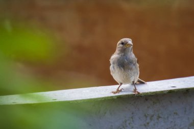 Serçe kuşu (passer domesticus) çitlerinde renkli güneşli bir günde yiyecek arama ev