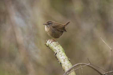 Avrasyalı Wren Trogloditleri troglodit kuşları üreme döneminde ormanda öterler.