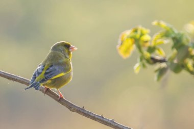 Baharda renkli ispinoz kuşu Chloris Chloris şarkı söylüyor