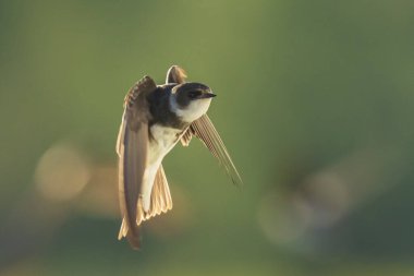 Sand Martin, Riparia Riparia. Uçan banka kırlangıcı olarak da bilinir. Yuva yapar.