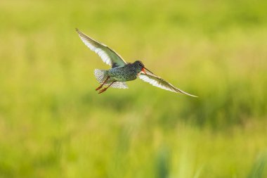 Güzel Redshank tringa totanus kuşu uçuyor