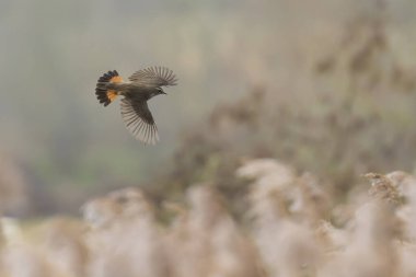 Üreme mevsiminde uçmakta olan mavi boğazlı bir kuş (Luscinia svecica cyanecula)