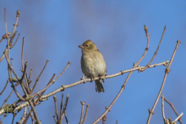 Fringilla Coelebs, bir ağaca tünemiş dişi papatya ağacına yakın.