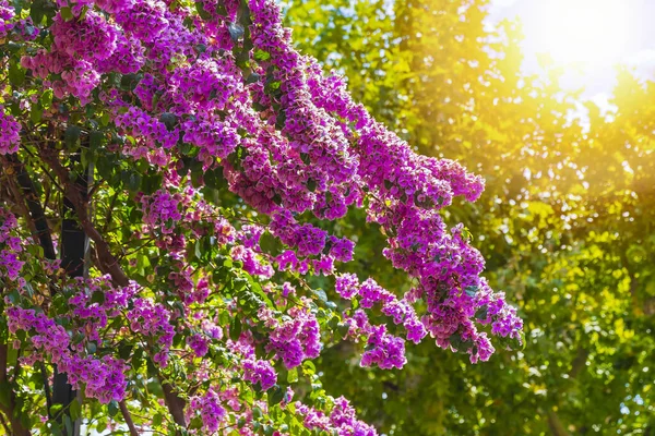 Kwitnące Kwiaty Bougainvillea Świetle Dnia — Zdjęcie stockowe