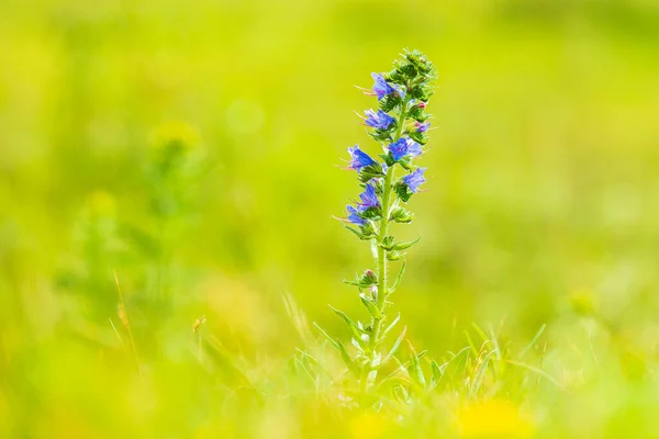 Blueweed Viper Bugloss Echium Vulgare Flowers Blooming Meadow Selective Focus — Stock Photo, Image