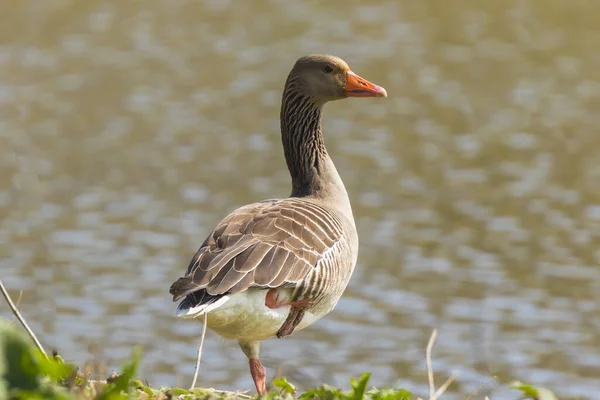 Bir Tarlada Dinlenen Greylag Kaz Anser Anser — Stok fotoğraf