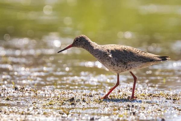 Pájaro Zancudo Rojo Común Tringa Totanus Vadeando Forrajear Agua Soleado —  Fotos de Stock