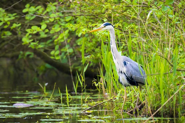 Büyük Mavi Balıkçıl Ardea Herodias Suda Yiyecek Ararken — Stok fotoğraf