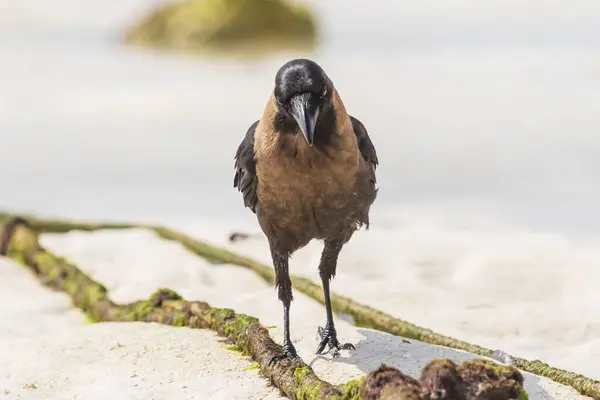 Großaufnahme Einer Hauskrähe Corvus Splendens Vogel Einem Weißen Sandstrand Und — Stockfoto