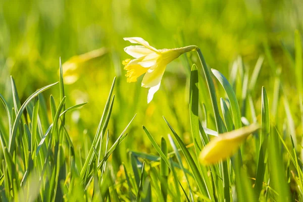 Gul Påsklilja Eller Fastan Lily Narcissus Pseudonarcissus Blommar Grön Äng — Stockfoto