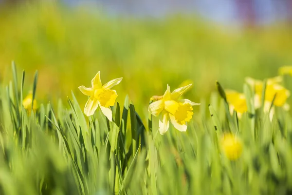 Gelbe Narzissenblüte Oder Fastenlilie Narziss Pseudonarcissus Blüht Frühling Auf Einer — Stockfoto