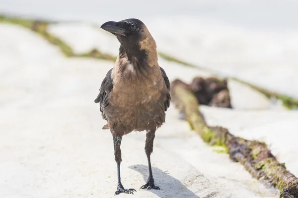 Closeup of a House crow Corvus splendens bird on a white sand beach and bright sunlight