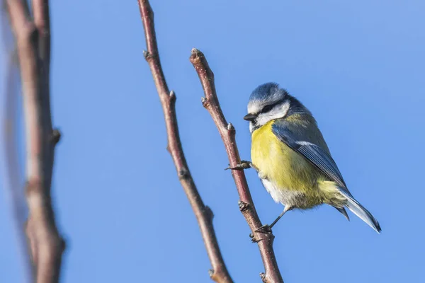 Avrasya Mavi Baştankara Kuş Cyanistes Caeruleus Bir Açık Mavi Gökyüzü — Stok fotoğraf